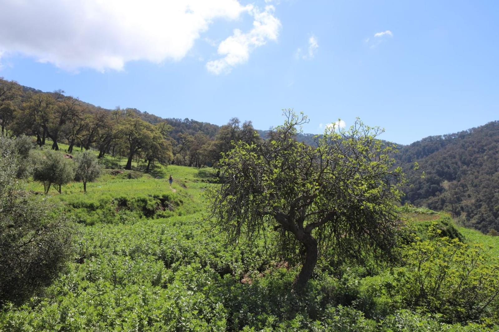 دار الضيافة تازكة Maison D'Hotes Tazekka Taza Esterno foto